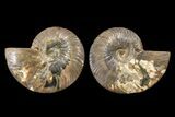 Agate Replaced Ammonite Fossil - Madagascar #162132-1